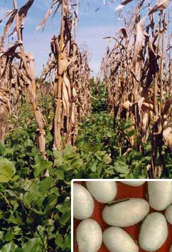 Canavalia ensiformis - Poroto gigante